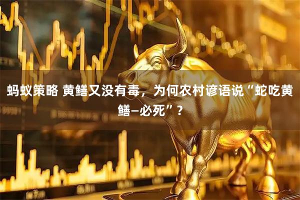 蚂蚁策略 黄鳝又没有毒，为何农村谚语说“蛇吃黄鳝—必死”？